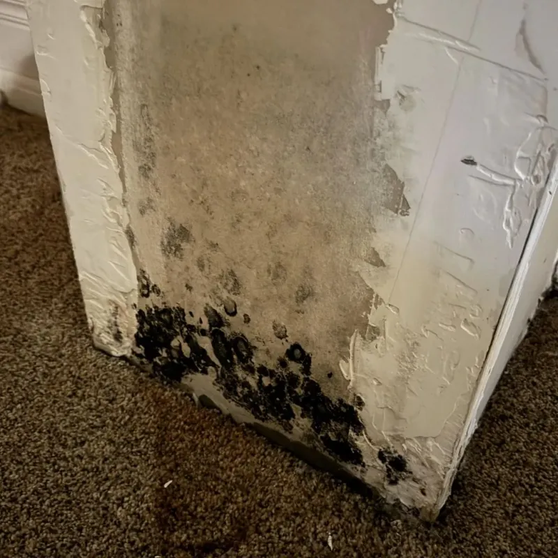 Professional Mold Removal in Marion County, TX